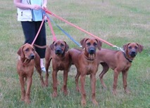 4 Riva puppies at 6 months old