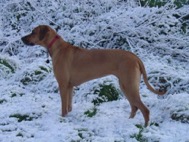 Fern in Winter