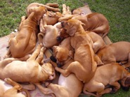 Pile of Riva puppies