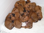 Riva Litter at 2 days old