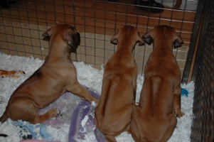 Gabisa Litter 2